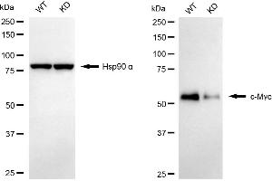 Western blotting analysis using c-Myc antibody (ABIN7799506).