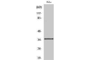 Western Blotting (WB) image for anti-Olfactory Receptor, Family 10, Subfamily R, Member 2 (OR10R2) (C-Term) antibody (ABIN3176473) (OR10R2 Antikörper  (C-Term))