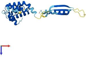 COMMD3 Protein (AA 1-195) (His tag)