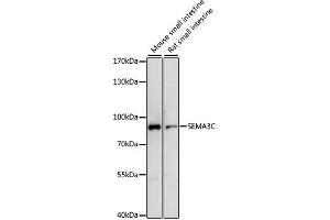 Western blot analysis of extracts of various cell lines, using SEMA3C antibody. (SEMA3C Antikörper)