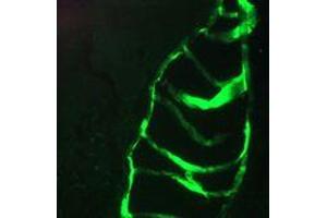 Immunofluorescence staining of a 7 days old zebrafish embryo. (Keratin 10/13 Antikörper)