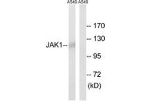 Western blot analysis of extracts from A549, using JAK1 (Ab-1022) Antibody. (JAK1 Antikörper  (AA 988-1037))