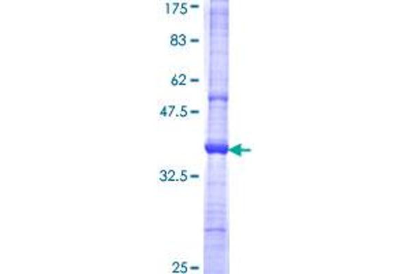 CD1c Protein (AA 77-185) (GST tag)