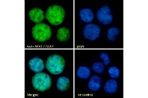 (ABIN184804) Immunofluorescence analysis of paraformaldehyde fixed Jurkat cells, permeabilized with 0. (PAX5 Antikörper  (N-Term))