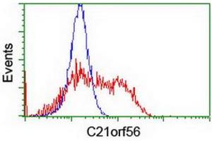HEK293T cells transfected with either RC224562 overexpress plasmid (Red) or empty vector control plasmid (Blue) were immunostained by anti-C21orf56 antibody (ABIN2455739), and then analyzed by flow cytometry. (C21ORF56 Antikörper)