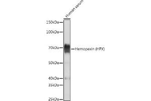 Western blot analysis of extracts of Human serum, using Hemopexin (HPX) (HPX) Rabbit mAb (ABIN7267611) at 1:5000 dilution. (Hemopexin Antikörper)