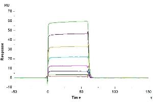 Surface Plasmon Resonance (SPR) image for Fc Fragment of IgG, Low Affinity IIa, Receptor (CD32) (FCGR2A) (AA 36-218) protein (His-Avi Tag,Biotin) (ABIN7274284)