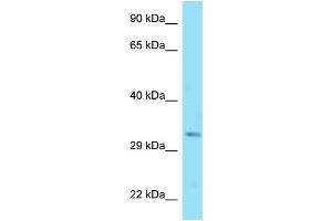 WB Suggested Anti-Dnajc25 Antibody   Titration: 1. (DNAJC25 Antikörper  (Middle Region))