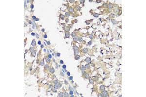 Immunohistochemistry of paraffin-embedded rat testis using  antibody  at dilution of 1:100 (40x lens). (ASZ1 Antikörper  (AA 1-350))