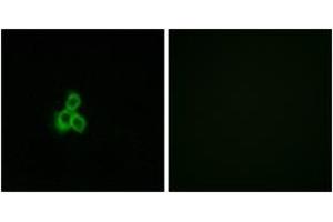 Immunofluorescence (IF) image for anti-Olfactory Receptor, Family 2, Subfamily T, Member 35 (OR2T35) (AA 201-250) antibody (ABIN2890928) (OR2T35 Antikörper  (AA 201-250))