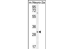 TMEM65 Antibody (N-term) (ABIN654318 and ABIN2844101) western blot analysis in mouse Neuro-2a cell line lysates (35 μg/lane). (TMEM65 Antikörper  (N-Term))