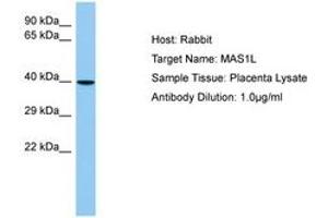 Image no. 1 for anti-MAS1 Oncogene Like Protein (MAS1L) (N-Term) antibody (ABIN6750212) (MAS1L Antikörper  (N-Term))