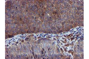 Image no. 1 for anti-Epsin 2 (EPN2) antibody (ABIN1498051) (Epsin 2 Antikörper)
