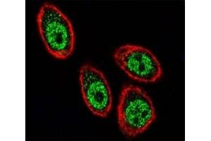 Immunofluorescence (IF) image for anti-Prohibitin (PHB) (AA 89-117) antibody (ABIN3032316)