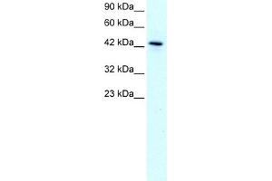 WB Suggested Anti-KLF15 Antibody Titration:  1. (KLF15 Antikörper  (N-Term))