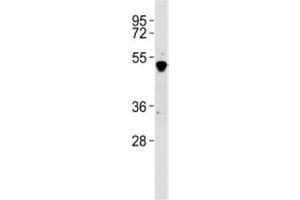 Western Blotting (WB) image for anti-GATA Binding Protein 2 (GATA2) (C-Term) antibody (ABIN3028670)