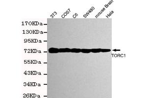 Western blot detection of TORC1 in Hela,mouse brain,S,COS7,C6 and 3T3 cell lysates using TORC1 mouse mAb (1:2000 diluted). (CRTC1 Antikörper)