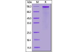SDS-PAGE (SDS) image for Fibrinogen-Like 1 (FGL1) (AA 64-312) (Active) protein (AVI tag,Fc Tag,Biotin) (ABIN6973071)