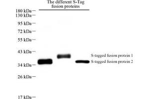 Western blot analysis of S-Tag (ABIN7075491) at dilution of 1: 500 (S-Tag Antikörper)