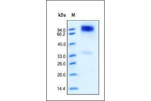Human ErbB4, His Tag on SDS-PAGE under reducing (R) condition. (ERBB4 Protein (AA 26-651) (His tag))
