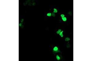 Anti-ATRIP mouse monoclonal antibody (ABIN2455756) immunofluorescent staining of COS7 cells transiently transfected by pCMV6-ENTRY ATRIP (RC223562). (ATRIP Antikörper  (AA 42-309))