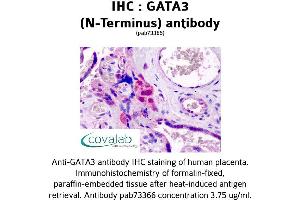 Image no. 2 for anti-GATA Binding Protein 3 (GATA3) (N-Term) antibody (ABIN1734640) (GATA3 Antikörper  (N-Term))