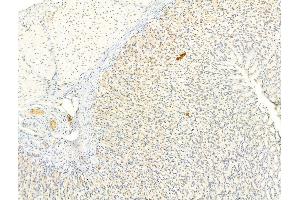 ABIN6263177 and ABIN6266588 at 1/100 staining Rat stomach tissue by IHC-P.