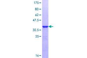 PHF5A Protein (AA 1-110) (GST tag)