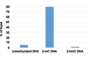 Methylated DNA Immunoprecipitation (MeDIP) analysis of 5-methylcytosine (5-mC) monoclonal antibody, clone RM231  at a 2:1 DNA:Ab ratio. (5-Methylcytosine Antikörper)