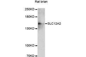 Western blot analysis of extracts of rat brain, using SLC12A2 antibody (ABIN4905174) at 1:3000 dilution. (SLC12A2 Antikörper)