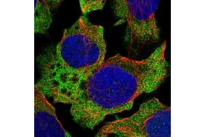 Immunofluorescent staining of human cell line U-2 OS shows localization to cytosol.
