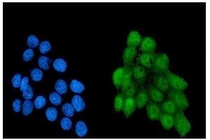 IF analysis of NRF1 using anti-NRF1 antibody (ABIN7600874). (NRF1 Antikörper  (AA 246-503))
