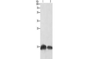 Gel: 12 % SDS-PAGE, Lysate: 20 μg, Lane 1-2: Human fetal brain tissue, Hela cells, Primary antibody: ABIN7129680(H3F3C Antibody) at dilution 1/250, Secondary antibody: Goat anti rabbit IgG at 1/8000 dilution, Exposure time: 10 seconds