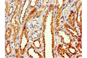 Immunohistochemistry of paraffin-embedded human kidney tissue using ABIN7160642 at dilution of 1:100 (MTMR14 Antikörper  (AA 1-280))