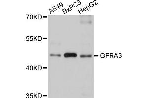 Western blot analysis of extracts of various cell lines, using GFRA3 antibody (ABIN5975777) at 1/1000 dilution. (GFRA3 Antikörper)