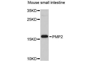 Western blot analysis of extracts of mouse small intestine, using PMP2 antibody (ABIN5995706) at 1/1000 dilution. (PMP2 Antikörper)