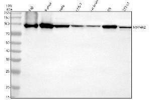 Western blot analysis of MAP4K2 using anti-MAP4K2 antibody (ABIN7825550).
