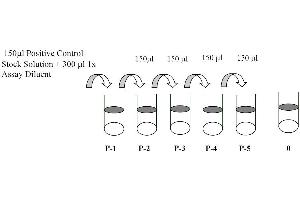 This picture shows the preparation of the positive control.