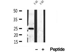 Western blot analysis of extracts of K-562 cells, using PLDN antibody. (Pallidin Antikörper  (C-Term))