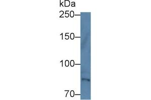 Western Blot; Sample: Human Hela cell lysate; Primary Ab: 1µg/ml Rabbit Anti-Human TEC Antibody Second Ab: 0. (Tec Protein Tyrosine Kinase (TEC) (AA 370-623) Antikörper)