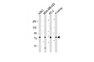 Western Blotting (WB) image for anti-Dishevelled Segment Polarity Protein 1 (DVL1) (AA 442-470) antibody (ABIN656260)