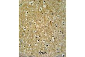 CIRH1A Antibody (N-term) IHC analysis in formalin fixed and paraffin embedded brain tissue followed by peroxidase conjugation of the secondary antibody and DAB staining.