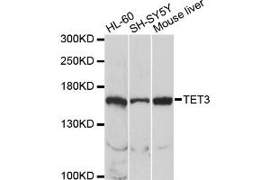 Western blot analysis of extracts of various cell lines, using TET3 antibody (ABIN2560356) at 1:1000 dilution. (TET3 Antikörper)