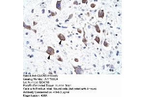 Human Brain (CLCN3 Antikörper  (C-Term))