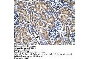 Human kidney (PHKG2 Antikörper  (N-Term))