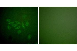 Peptide - +Immunofluorescence analysis of A549 cells, using FHIT antibody (#C0193). (FHIT Antikörper)