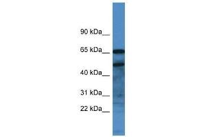 Western Blot showing Scg3 antibody used at a concentration of 1. (SCG3 Antikörper  (C-Term))