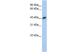 WB Suggested Anti-ACTR1A Antibody Titration: 0. (ACTR1A Antikörper  (Middle Region))