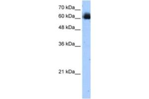 Western Blotting (WB) image for anti-V-Rel Reticuloendotheliosis Viral Oncogene Homolog B (RELB) antibody (ABIN2462719) (RELB Antikörper)