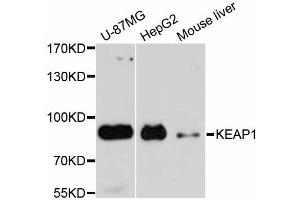 Western blot analysis of extracts of various cell lines, using KEAP1 antibody. (KEAP1 Antikörper)